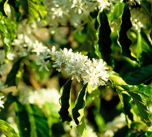 1 Kg - Café Vert - Région Atitlan - Guatemala - Lavé 2 1 Kg - Café Vert - Région Atitlan - Guatemala - Lavé – Image 2