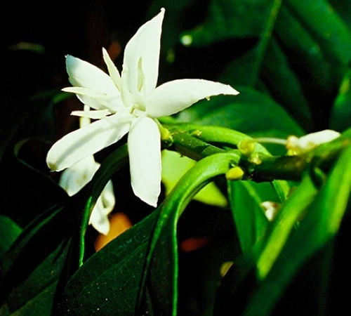 1 Kg - Café Vert - Région Atitlan - Guatemala - Lavé 3 1 Kg - Café Vert - Région Atitlan - Guatemala - Lavé – Image 3