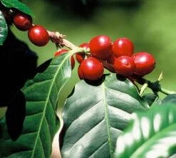 1 Kg - Café Vert - Région Atitlan - Guatemala - Lavé 7 1 Kg - Café Vert - Région Atitlan - Guatemala - Lavé -DeLonghi Magasin cafe grains huehuetenango guatemala ferme 3