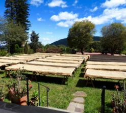 250 G- Café En Grain La Cumbre - LE PIANTAGIONI DEL CAFFE -DeLonghi Magasin cafeengrainlpdclacumbre1