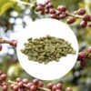 1 Kg - Café Vert Bio - Région Tolima - Amérique Du Sud - Lavé - Bio