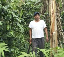 Café En Grains Bio : Mexique - Sueño - Décaféiné à L'eau - 1Kg - Cafés Lugat -DeLonghi Magasin decafeine altura mexique 4