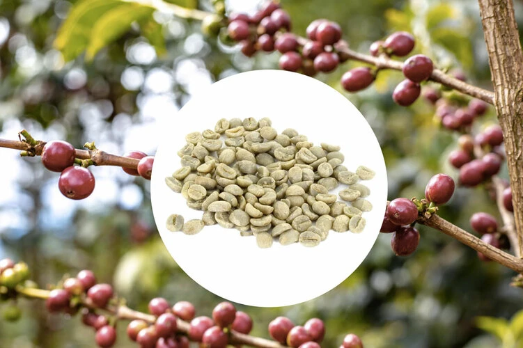 1 Kg - Café Vert - Région Atitlan - Guatemala - Lavé 1 1 Kg - Café Vert - Région Atitlan - Guatemala - Lavé